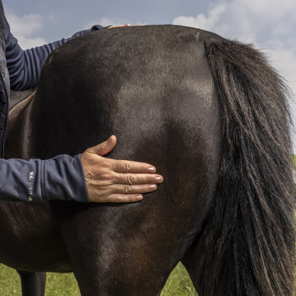 Fascia release, dagcursus, equinestudies, paard, fascia