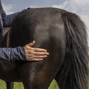 Fascia release, dagcursus, equinestudies, paard, fascia