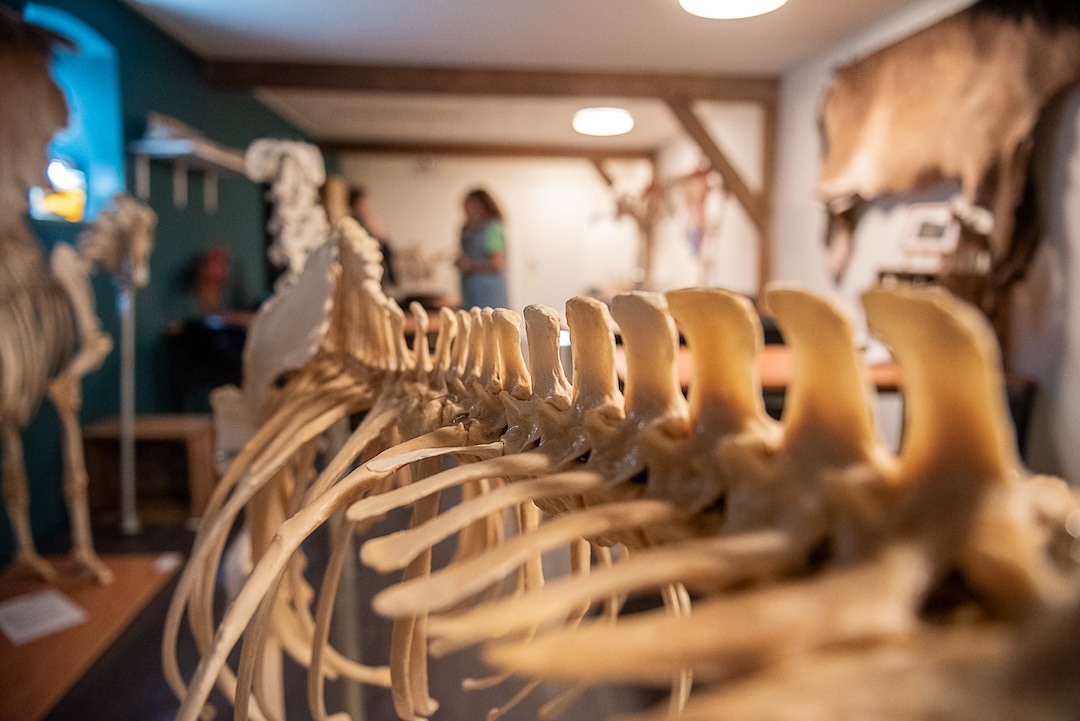 wetenschap, paarden, onderzoek, zefanja Vermeulen, equinestudies