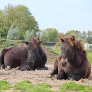 Online cursus, paardencursus, paardenanatomie, paardenbiomechanica, zefanja vermeulen, observeer je paard, rusten