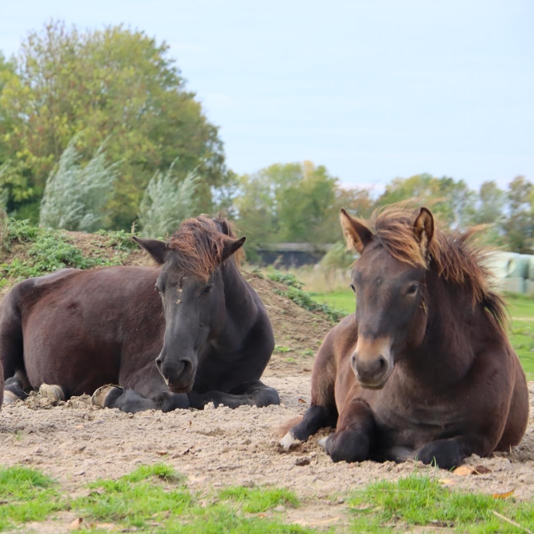 Online cursus, paardencursus, paardenanatomie, paardenbiomechanica, zefanja vermeulen, observeer je paard, rusten