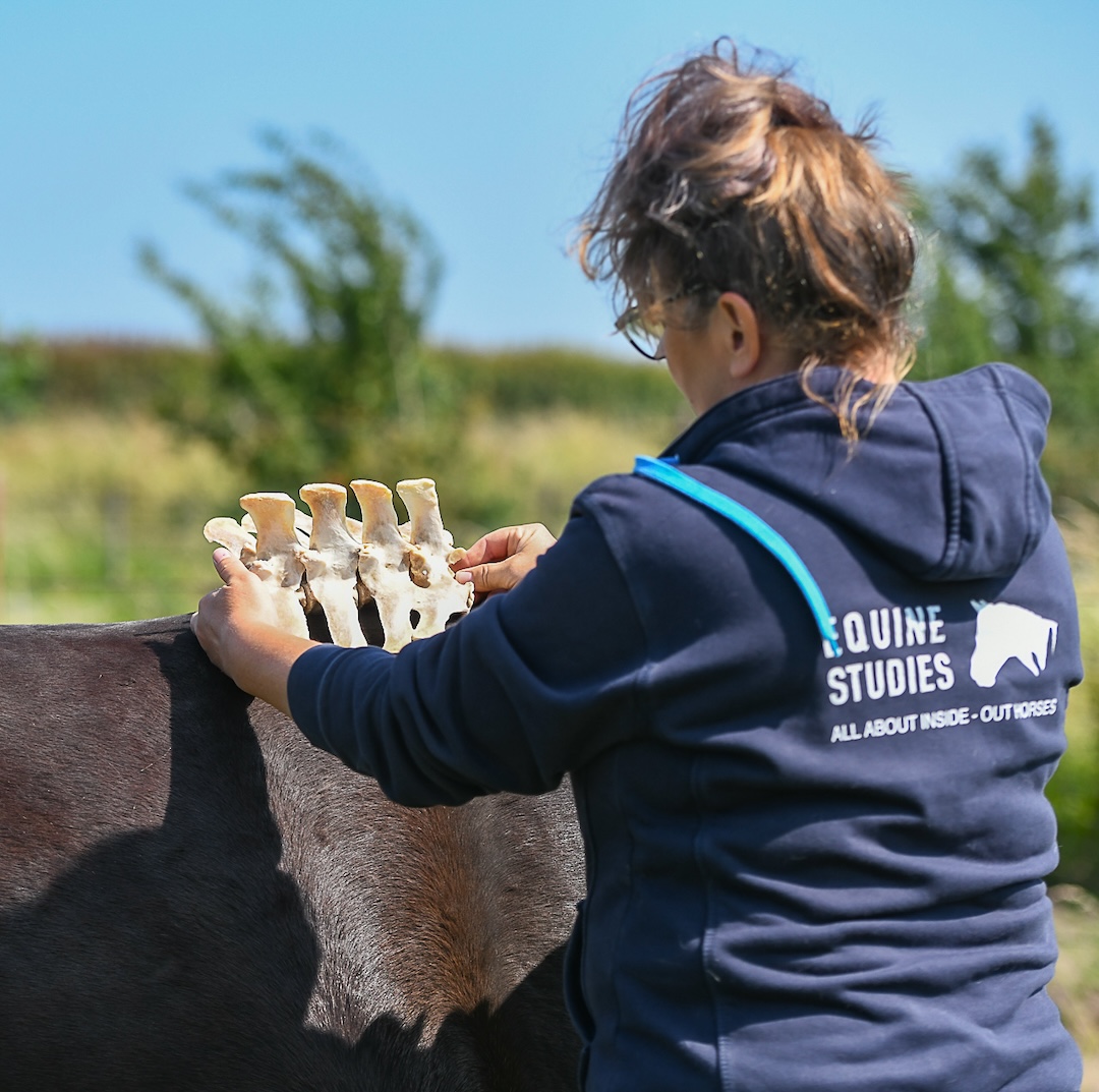 The horse inside out, paardenbot, equinestudies, dissectie, paard, zefanja vermeulen