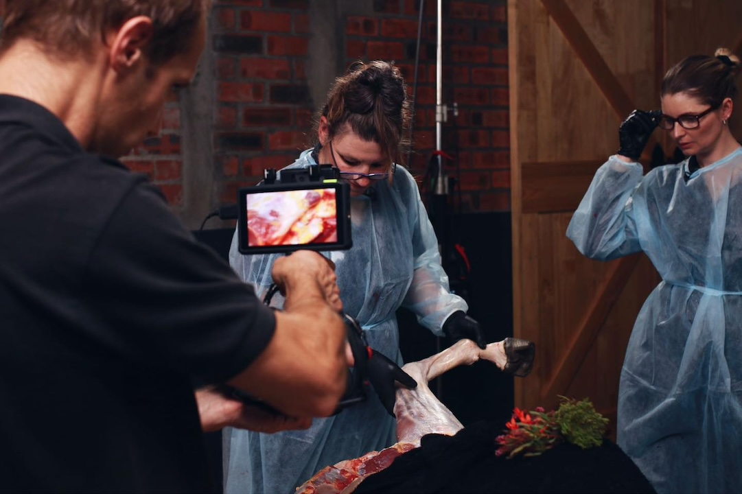 online cursussen, equinestudies, dissectie, paard, zefanja vermeulen