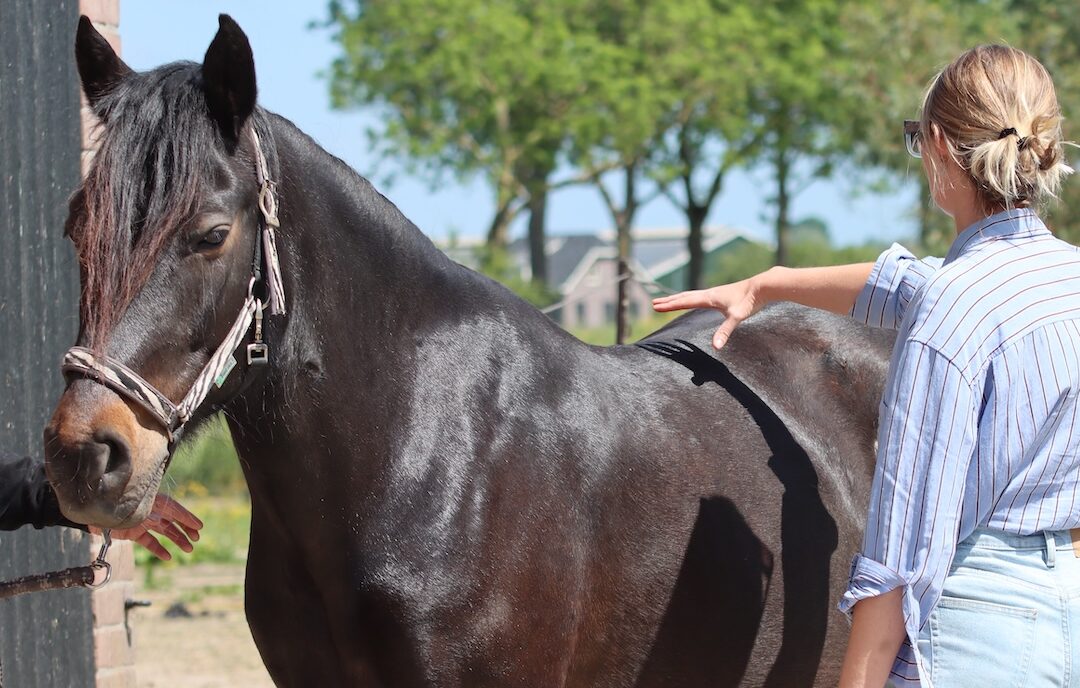 webinar, biomechanica, the horse inside out, paard, beweging, galop