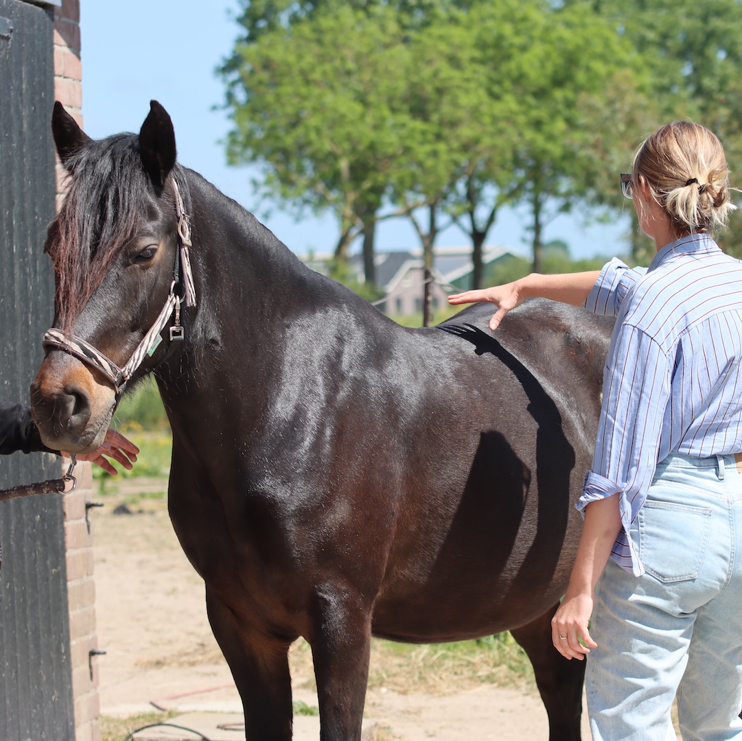 webinar, biomechanica, the horse inside out, paard, beweging, galop