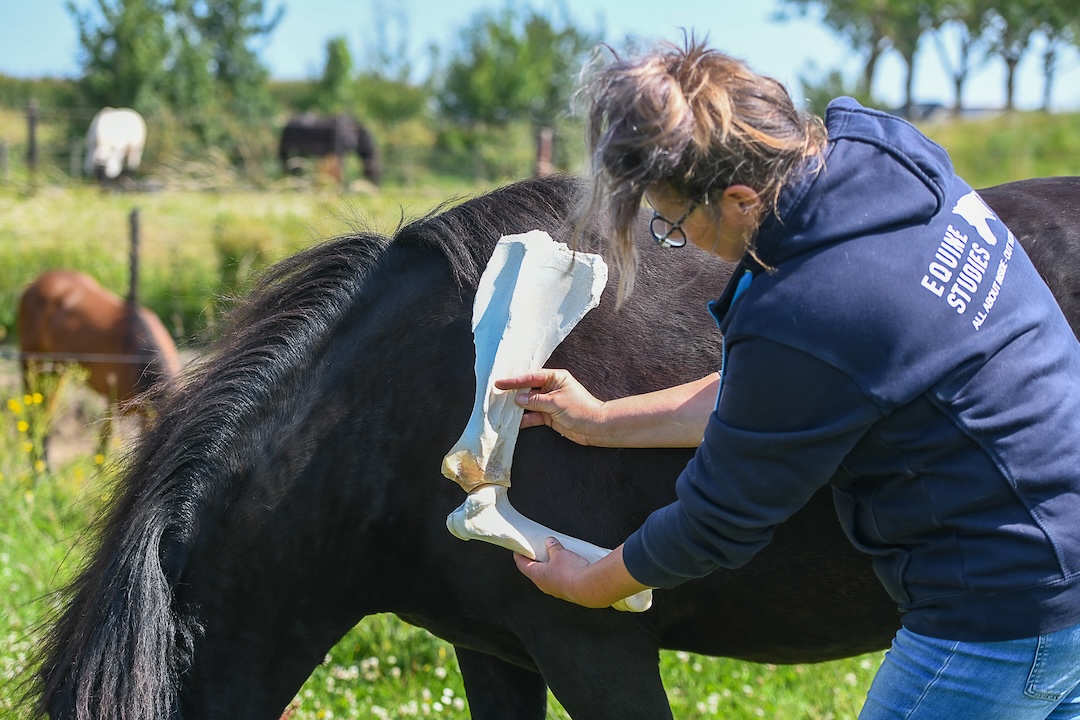 webinar, biomechanica, stap, draf galop, the horse inside out, paard, beweging, achterhand, schouder