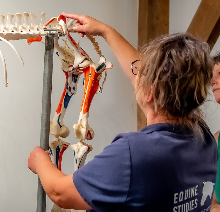 webinar, biomechanica, the horse inside out, paard, beweging, rug, achterhand