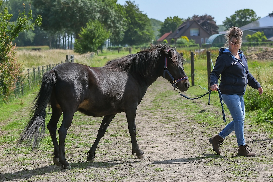 webinar, biomechanica, the horse inside out, paard, beweging, compensatie