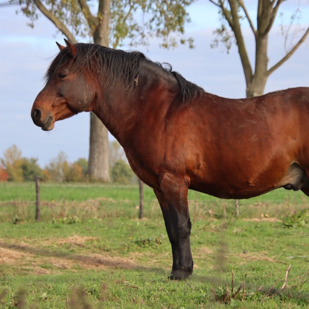 Neck, ligaments, horse, research, Sharon may Davis