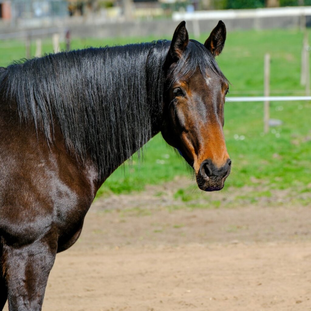 Radiographic findings and anatomical variations of the caudal cervical area in horses with neck pain and ataxia
