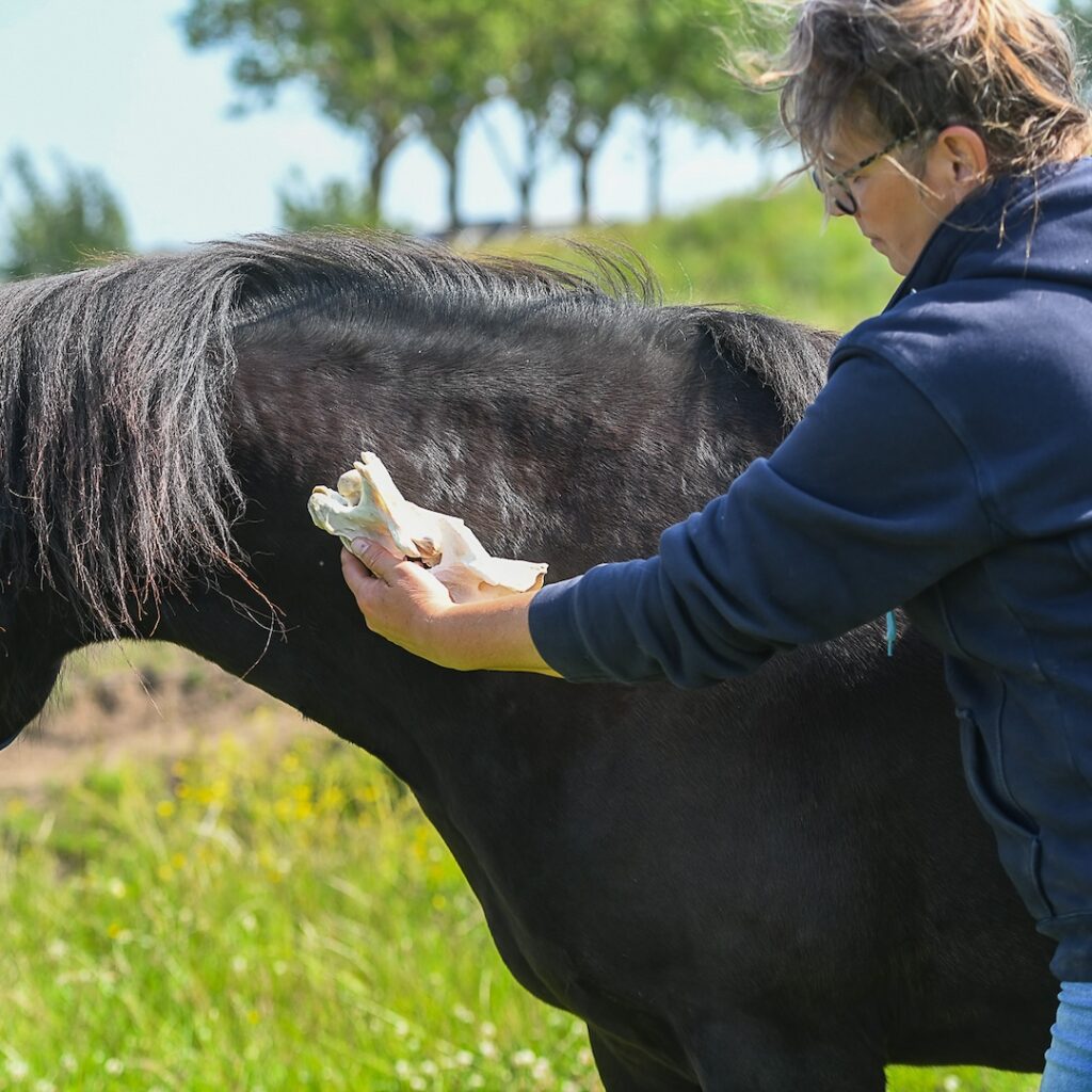 halswervel, paard, ECVM, c6, c7, Zefanja Vermeulen, onderzoek, Sharon May Davis