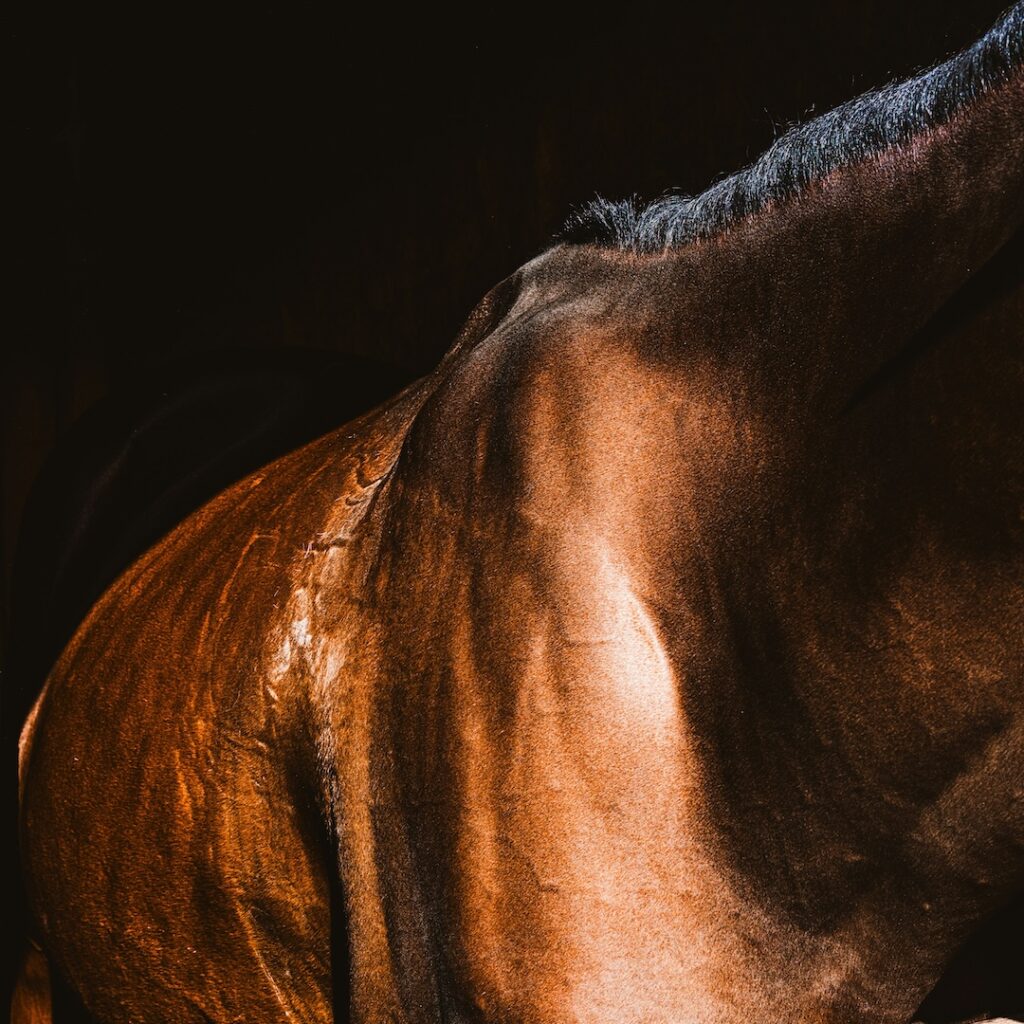 cervical vertebrea, horse, Sharon Amy Davis, research