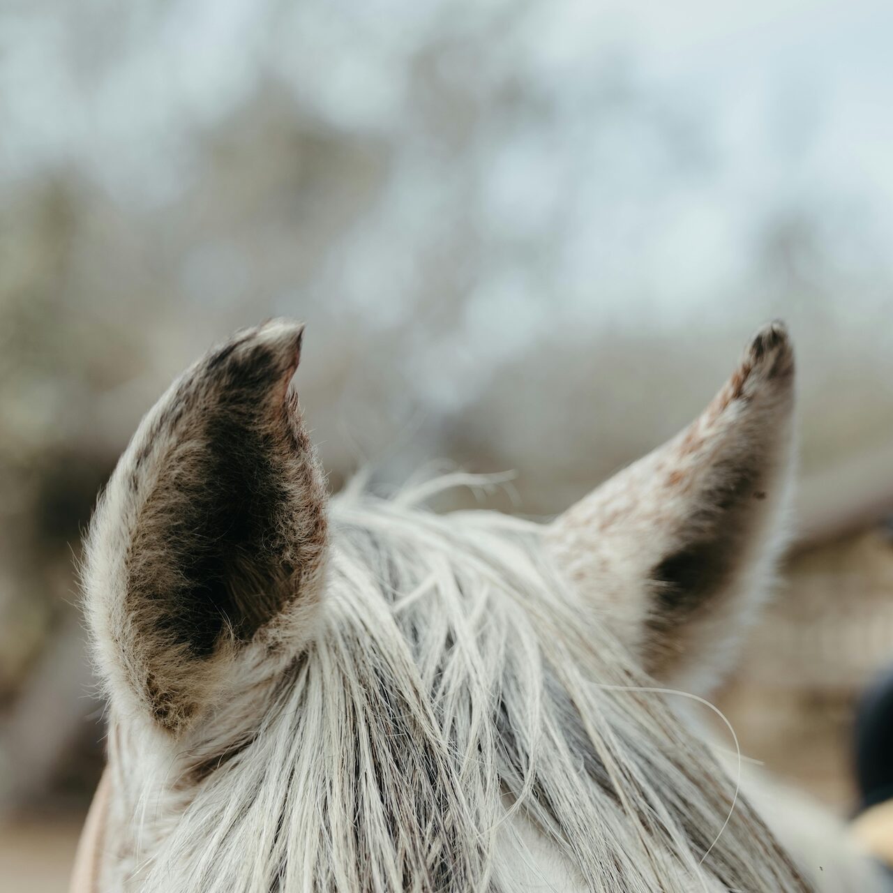 community weekend, zintuigen, oren, zicht, geluid