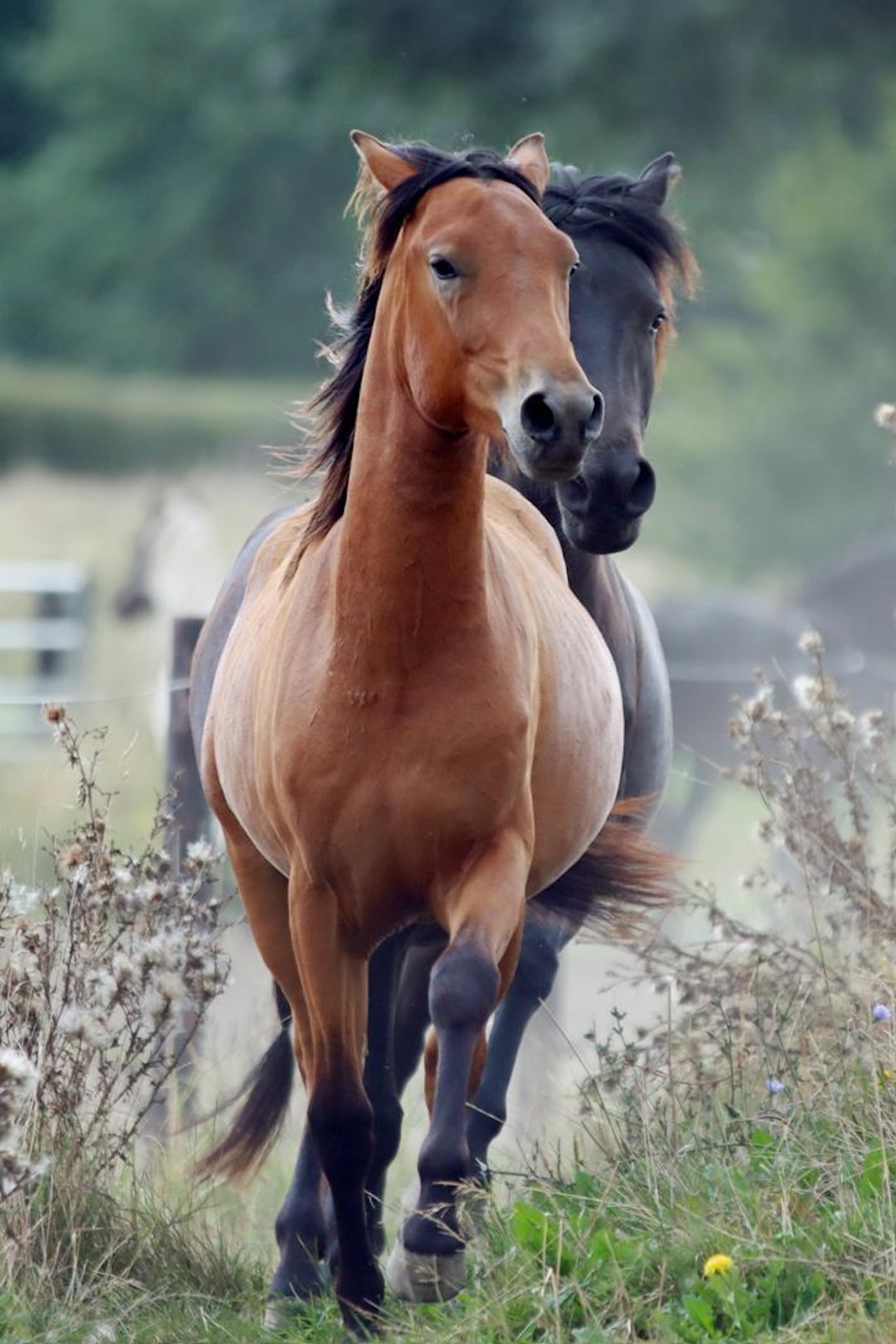 webinar, biomechanica, the horse inside out, paard, beweging, zefanja vermeulen